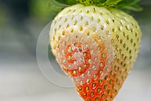 Powdery mildew Podosphaera aphanis fungal growth on a ripening strawberry fruit photo