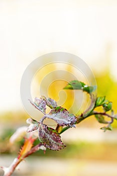 powdery mildew on a rose. A rose plant affected by a fungal disease. Copy space, selective focus