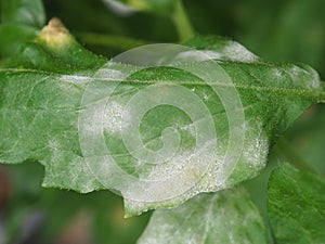 Powdery mildew in tomato.