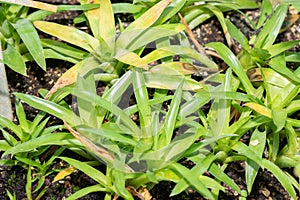 Powdery strap airplant or Catopsis Berteroniana plant in Saint Gallen in Switzerland