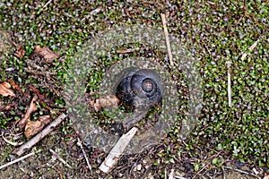 A Powelliphanta snail shell