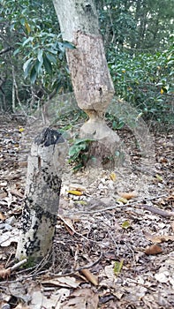The power of beavers