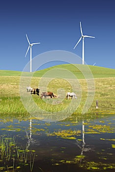 Power Generating Windmills and Livestock