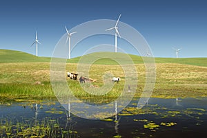 Power Generating Windmills and Livestock