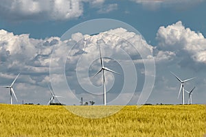 Power generation in field of yellow wheat