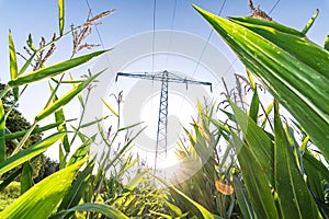 Power line above corn field