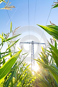 Power line above corn field symbolizing green energy