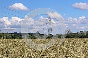 Power line on the field of rye and barley. Maturation of the future harvest. Agrarian sector of the agricultural industry. Plant f