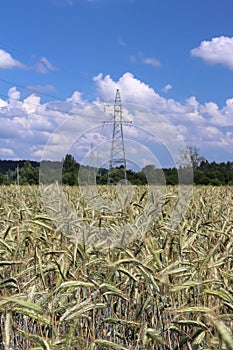 Power line on the field of rye and barley. Maturation of the future harvest. Agrarian sector of the agricultural industry. Plant f