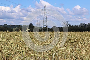 Power line on the field of rye and barley. Maturation of the future harvest. Agrarian sector of the agricultural industry. Plant f