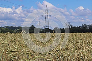 Power line on the field of rye and barley. Maturation of the future harvest. Agrarian sector of the agricultural industry. Plant f