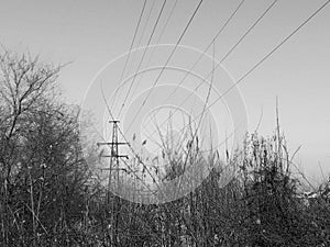 Power line pole among reeds and trees.