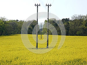 Power line in rapeseed fiel used to produce energy from biodiesel