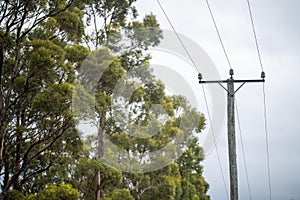 power lines in the bush in summer in australia