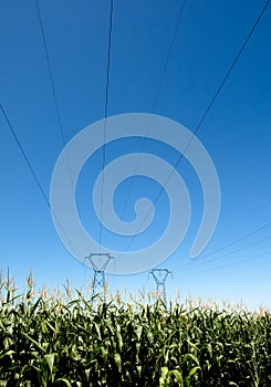Power lines and corn crops
