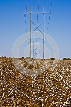 Power Lines and Cotton Rows-6512cl