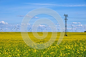 Power lines, a flowering rapeseed field and wind turbines