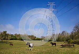 Power Lines And Horses