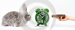 Power mode. A decorative gray rabbit, a grass alarm clock, and a woman`s hand with a dry pellet. White background. Banner. The