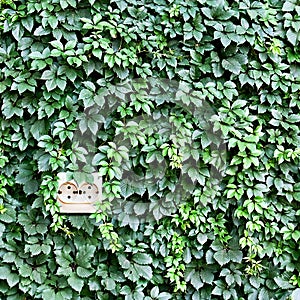 Power outlet built into the background of leaves