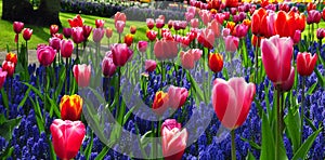 Power of pink and purple Flowers in keukenhof gardens Netherlands