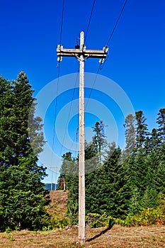 Power Poles and Lines Through Forest