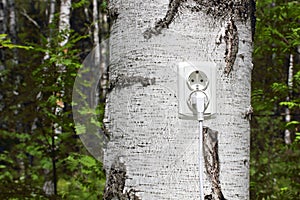 Power receptacle and switchplug on a tree