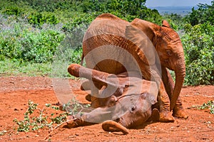 Power Struggle Between African Elephant Calves