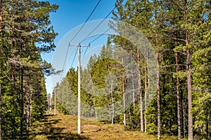 Power supply line with three wire poles, sunny day, pine tree forest, North Sweden, nearby to Umea city