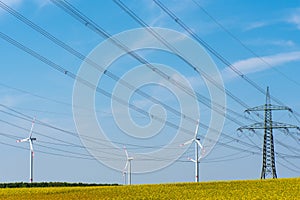 Power transmission lines in a field of flowering oilseed