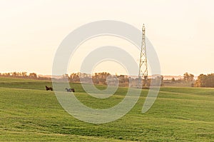 The power transmission tower and the late afternoon 01