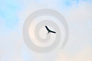 Powered hang glider flying in blue sky, motorized hang glider overhead view, copy space