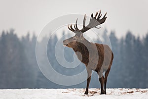 Powerful Adult Noble Deer Cervus Elaphus With Big Horns, Beautifully Turned Head. European Wildlife Landscape With Deer Stag. photo