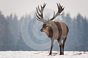 Powerful Adult Noble Deer Cervus Elaphus With Big Horns, Beautifully Turned Head. European Wildlife Landscape With Deer Stag.