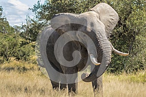 Powerful African Elephant bull head shaking and mock charging, Kruger National Park.