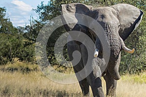 Powerful African Elephant bull mock charging, Kruger National Park.
