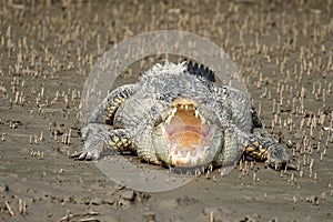 A Powerful Alligator or Crocodile Displays Open Mouth, Revealing Formidable, Sharp Teeth and Deep Throat