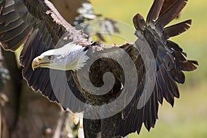 Powerful American bald eagle bird of prey. Strong animal predator