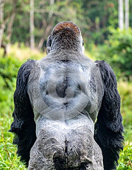 The Powerful Back of a Dominant Silverback Gorilla