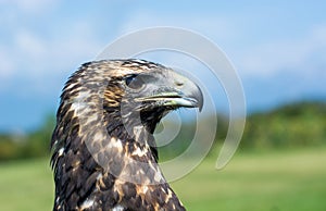 the powerful beak of the bird of prey