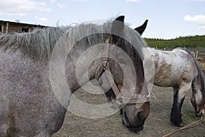 Powerful Belgian horse standing in moldavian field