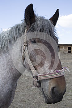 Powerful Belgian horse standing in moldavian field