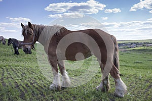 Powerful Belgian horse standing in moldavian field