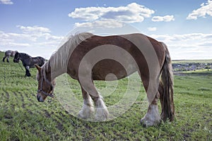 Powerful Belgian horse standing in moldavian field