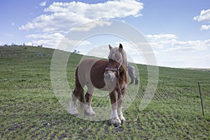 Powerful Belgian horse standing in moldavian field