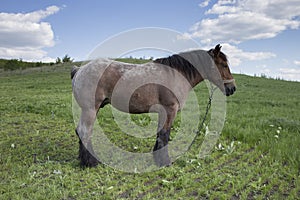 Powerful Belgian horse standing in moldavian field