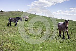 Powerful Belgian horse standing in moldavian field