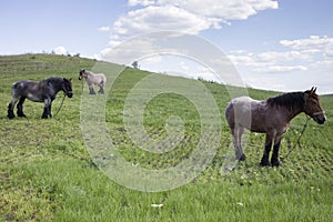 Powerful Belgian horse standing in moldavian field