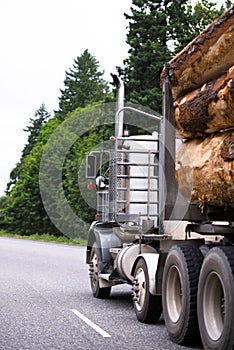 Powerful big rig semi truck carry big logs on the trailer