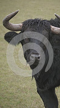 Powerful black bull with large horns stands gracefully in a vast field, surrounded by lush greenery
